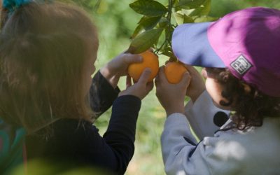 Naranjas dulces