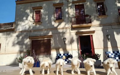 La escuela se ha llenado de ovejitas…